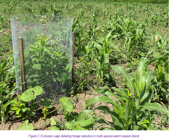 Figure 2. Exclusion cage detailing forage selection in multi-species warm season blend.